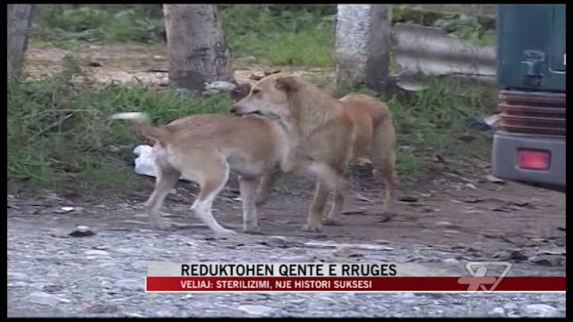 Reduktohen qentë e rrugës - News, Lajme - Vizion Plus