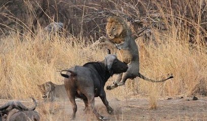 نهاية مأساوية لملك الغابة ~ ليس دائما ما ينتصر القوي !!