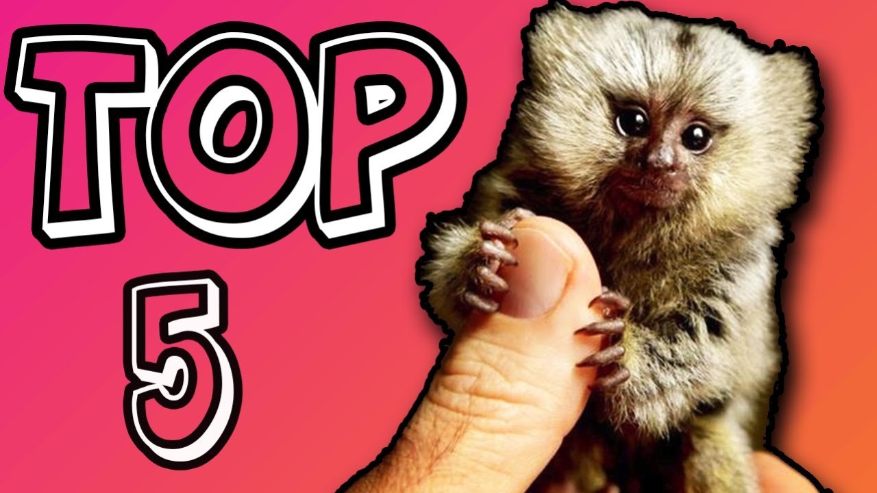 TOP 5 NAJDZIWNIEJSZYCH ZWIERZĄT ŚWIATA