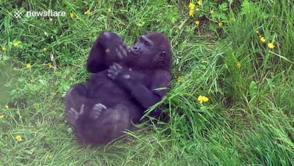 Cute little gorilla pounds his chest at zoo