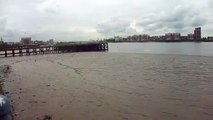 Egyptian Geese and young by the Thames at Woolwich