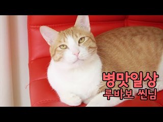 병맛일상 12 루바보 씬님 | SSIN
