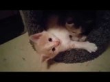 Cute Kittens Having the Time of Their Little Lives