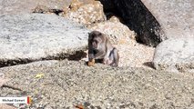 Macaques Observed Using Stone Tools To Open Oysters And Nuts