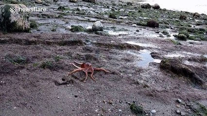 Giant Pacific octopus walks back into the water