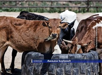 U Borskom okrugu nema zaraženih goveda, 14. jun 2016. (RTV Bor)
