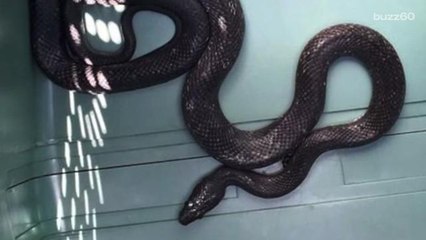 Snake Falls on Driver's Feet While She's Driving