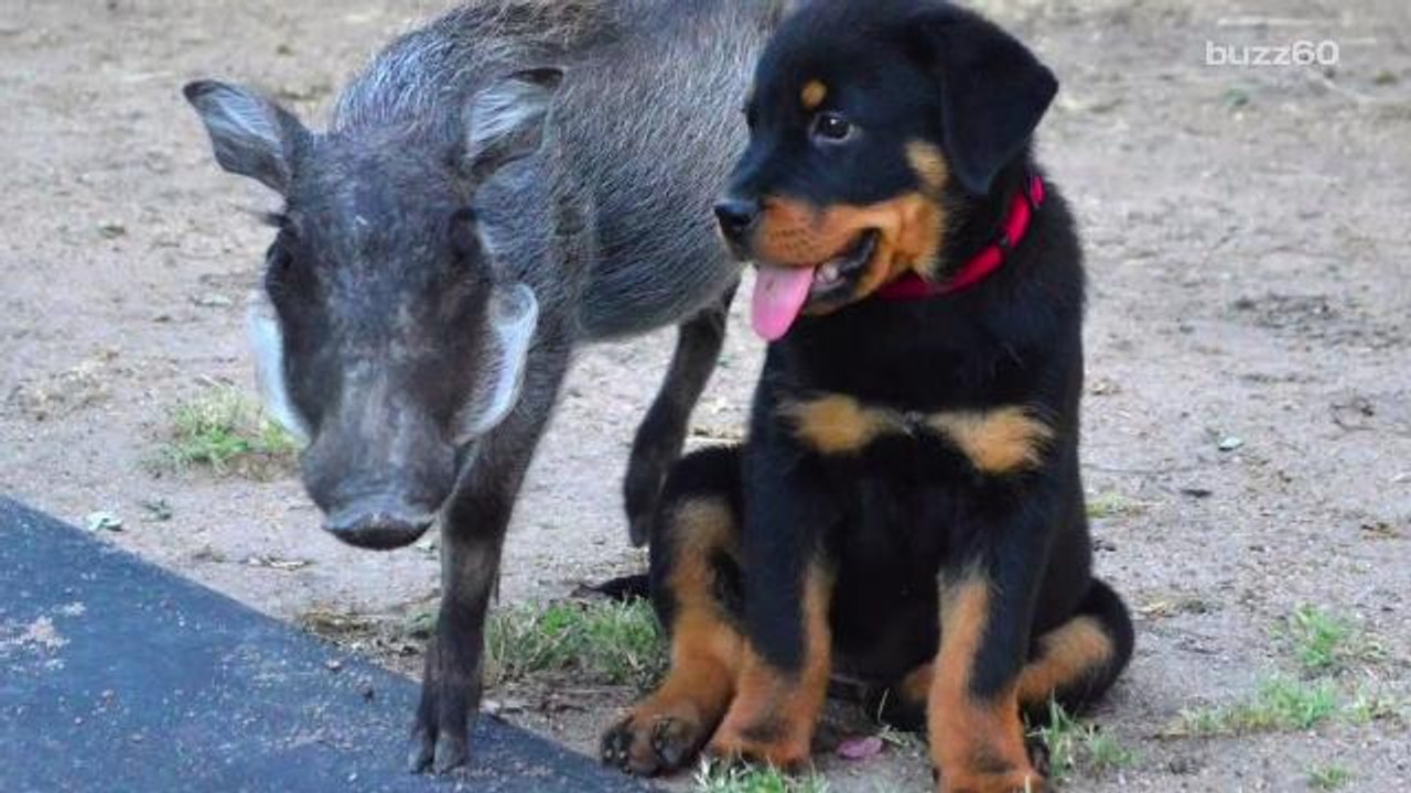 Warthog and Rottweiler are Best Friends