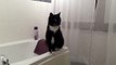 Cat Poses in Mirror || 2001: A Space Odyssey Theme