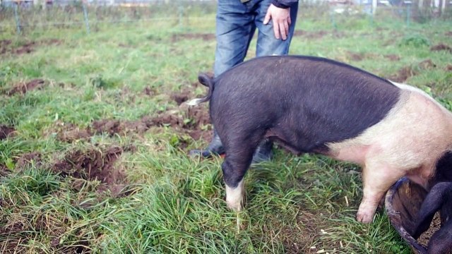 Une astuce qui permet de redresser la queue d'un cochon