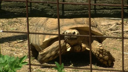 A Rome, une arche de Noé pour animaux victimes d'un trafic lucratif