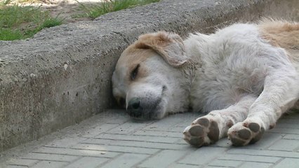 “Lufta” me qentë e rrugës. Veliaj: Vaksinimi po ul numrin - Top Channel Albania - News - Lajme