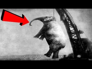 İnsanlar Tarafından İdam Edilen 10 Hayvan