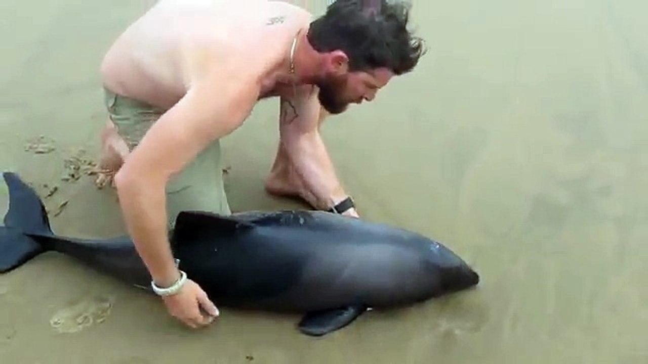 Un moniteur de kayak remet un petit dauphin à la mer