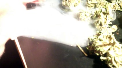 Blanket Fort 5- Seederman Report