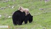 Black Bear Cub With Creamy White Coat Baffles Scientists