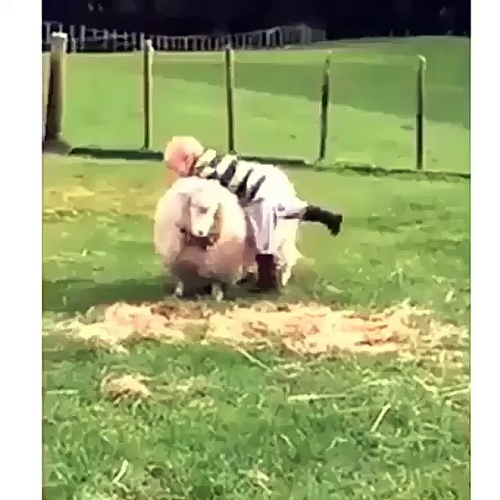 Funny Video