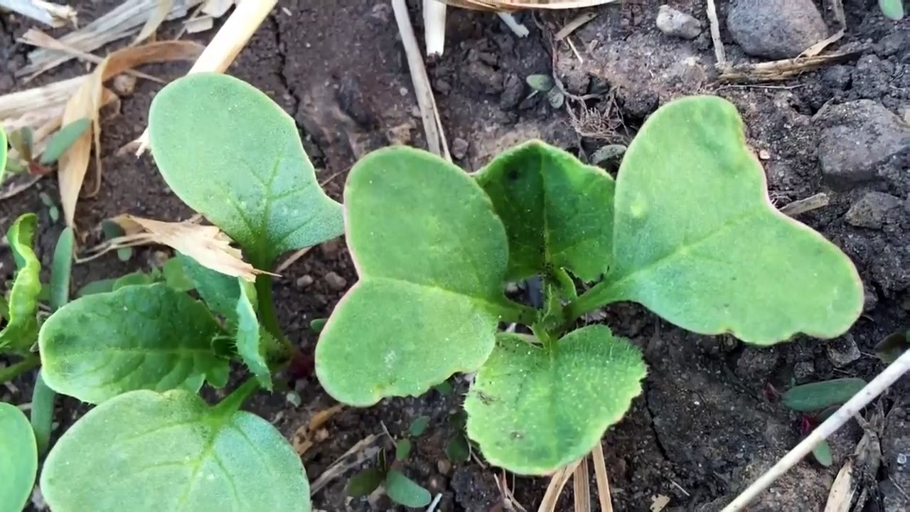 Blanket Fort 4- The Brassica Bulletin