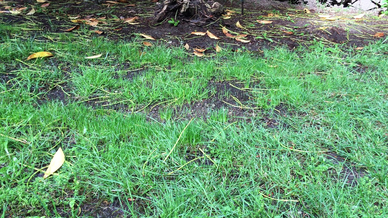 grass coming in backyard!!