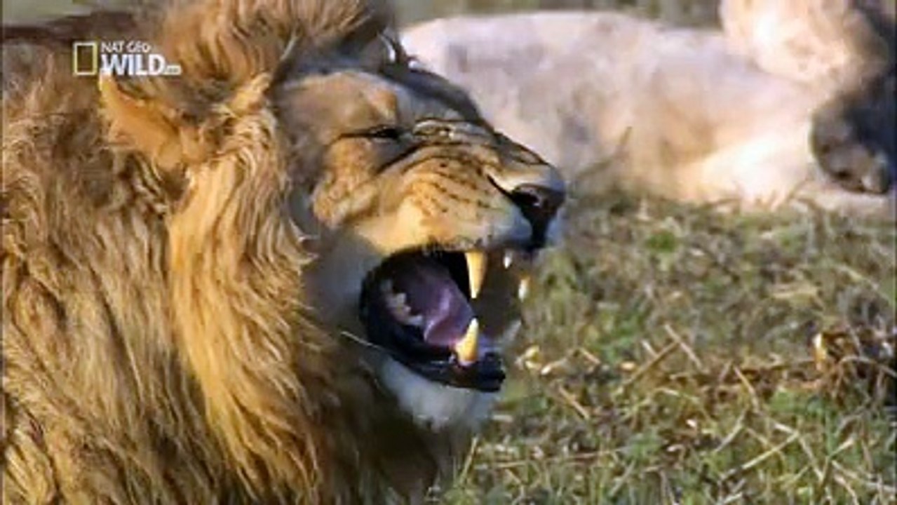 Laugh not stop