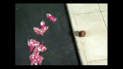 Blanket Fort 3- Seederman Report