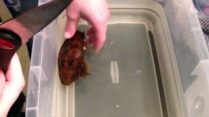 Shark birth like you've never seen before!