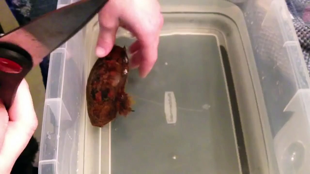 Shark birth like you've never seen before!