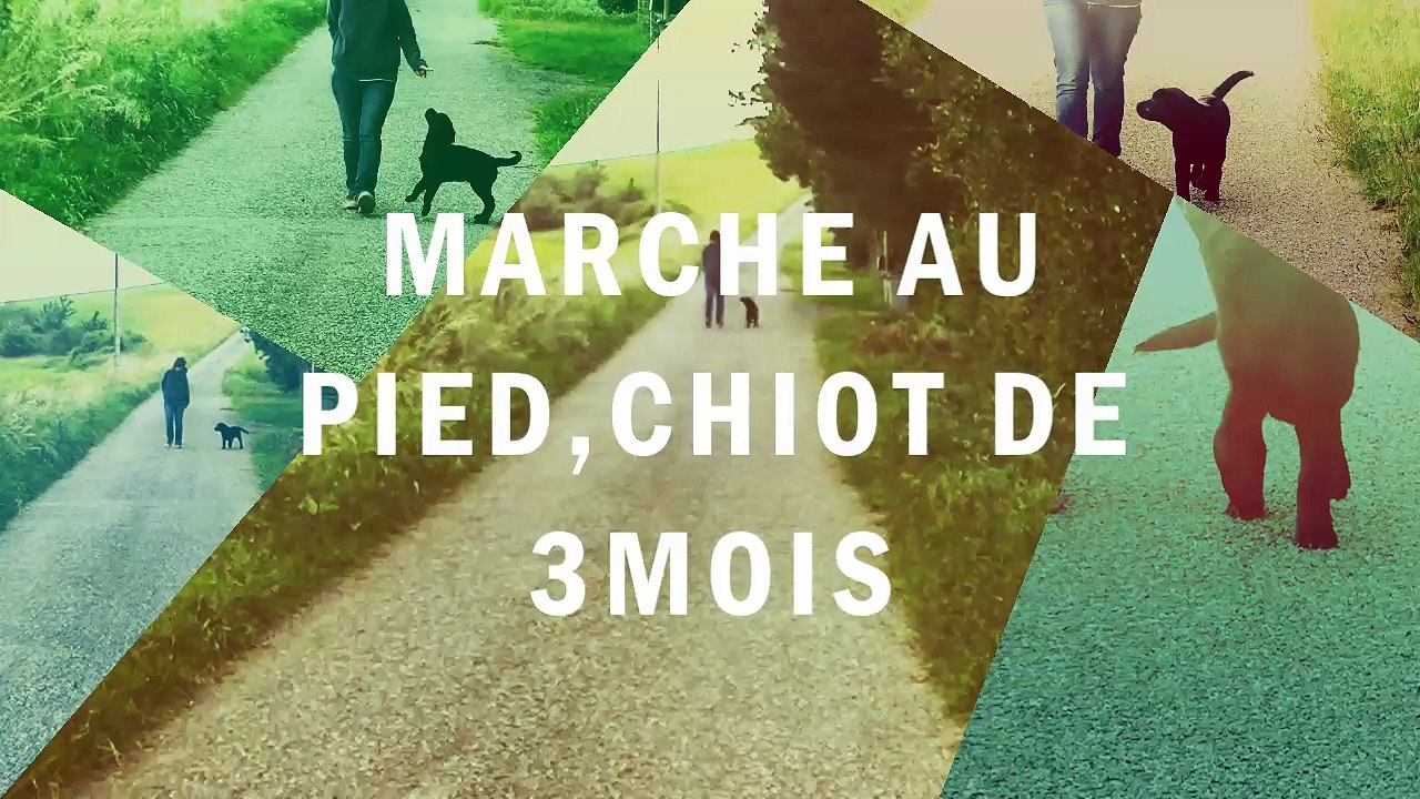 Marche au pied chiot 3 mois