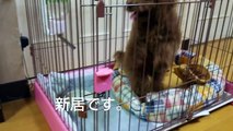 トイプードル子犬    COCO   平成27年8月29日生  ♀