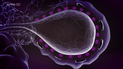 Secrètes Rondeurs: Quand Les Seins Se Dévoile