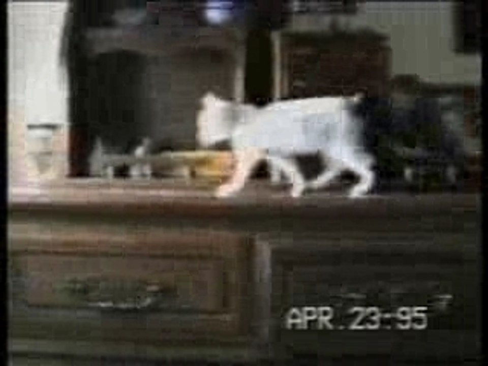 Funny_cats_1