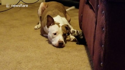Cute dog and ferret play together