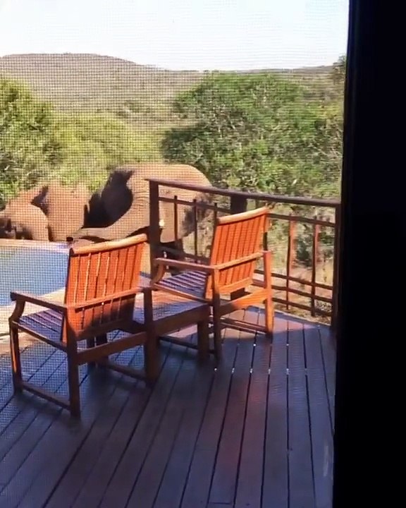 Elephants Drink Pool Water