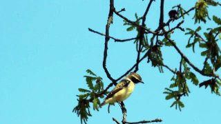 SAXICOLA RUBETRA STIACCINO WHINCHAT 29