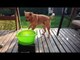 Buddy the Rescue Dog Plays Fetch With His New Toy