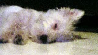 Westie Puppy Week 22 sleep 4