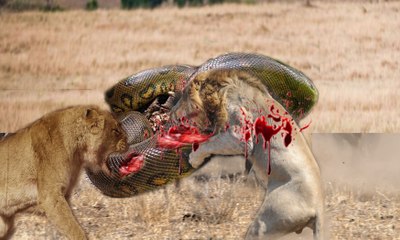 Most Amazing Wild Animal Attacks - lion, tiger, anaconda, deer, Crocodile