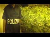 Marijuana, maxi piantagione sequestrata tra Catania e Siracusa (14.06.16)