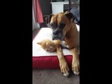 Suzie the Boxer Loves to Look After Orphaned Kittens