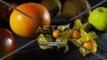 Cape Gooseberry on Wooden Table with Tropical Fruits