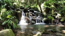 Peaceful Kauai Waterfall Bliss- Secret Falls Hike