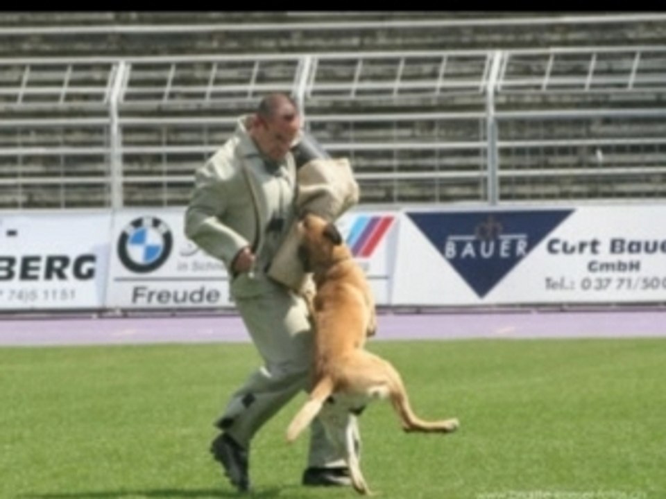 Devil vom Greifenring - Belgier WM 2005 Aue