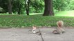 Squirrel Statue Confuses Real-Life Squirrels