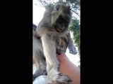 Owner Gets Groomed by Her Monkey