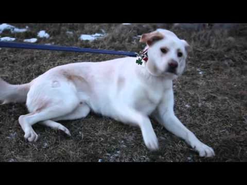 Dog Has Too Much Fun at Daycare, Refuses to Leave