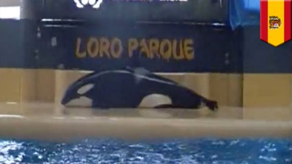SeaWorld orca whale who was once free beaches herself after performing
