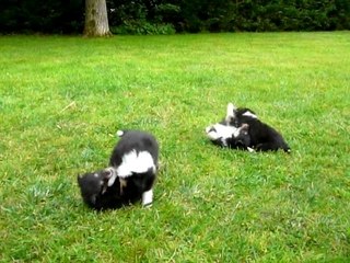 CHIOTS QUI JOUENT