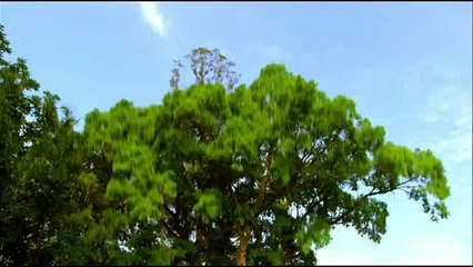 ESCRAVA MÃE CAPITULO 11 COMPLETO