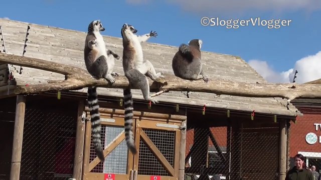 Лемуры учат людей радоваться солнцу