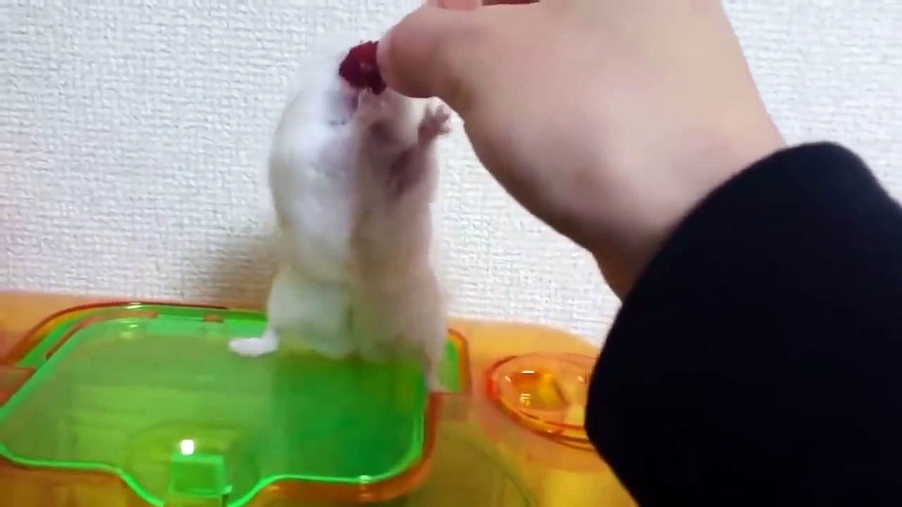 Обиженный хомяк